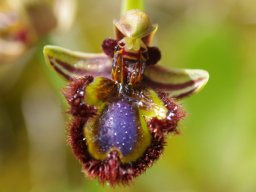 Ophrys_speculum_Barreira_Alva